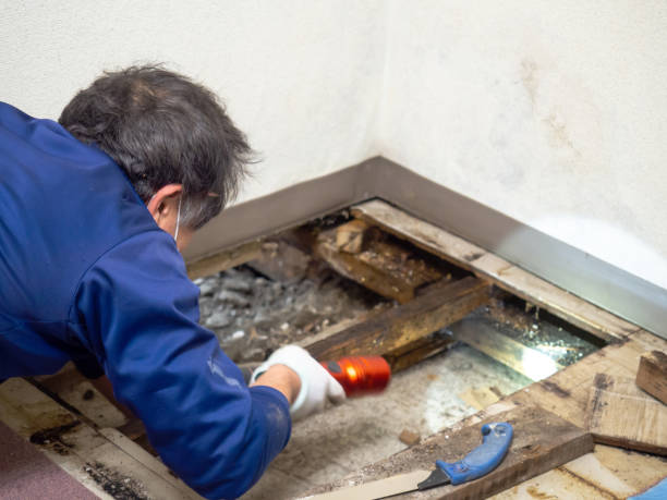 Attic Mold Removal in Doffing, TX