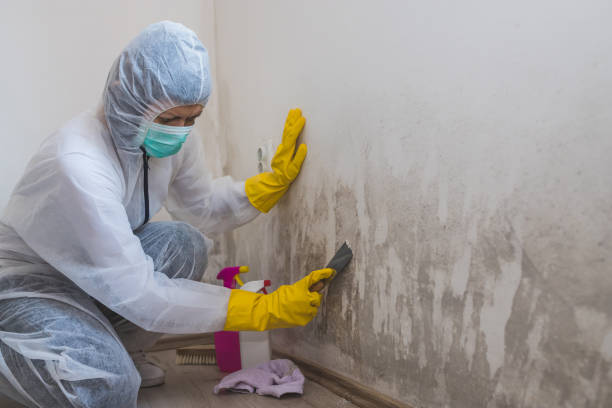 Best Mold Remediation  in Doffing, TX