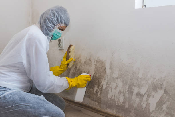 Reliable Doffing, TX Mold Removal Solutions