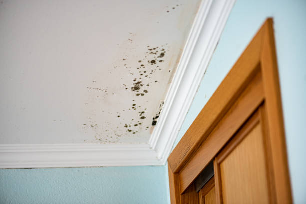 Best Office Mold Removal Services  in Doffing, TX