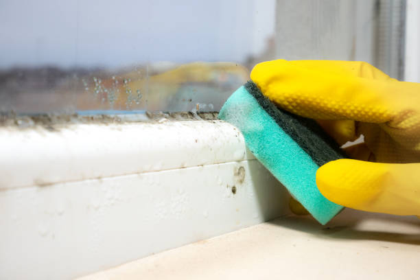 Best Toxic Mold Removal  in Doffing, TX