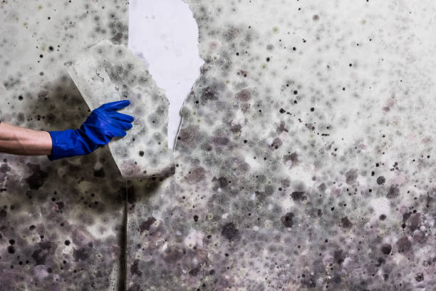 Best Mold Removal Near Me  in Doffing, TX