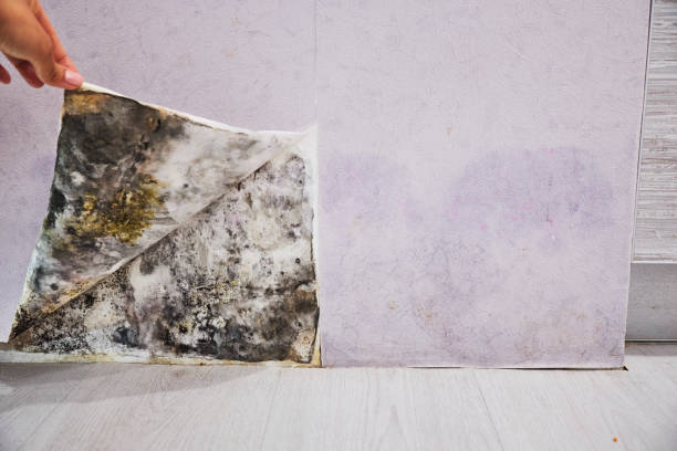 Trusted Doffing, TX Mold Removal Experts
